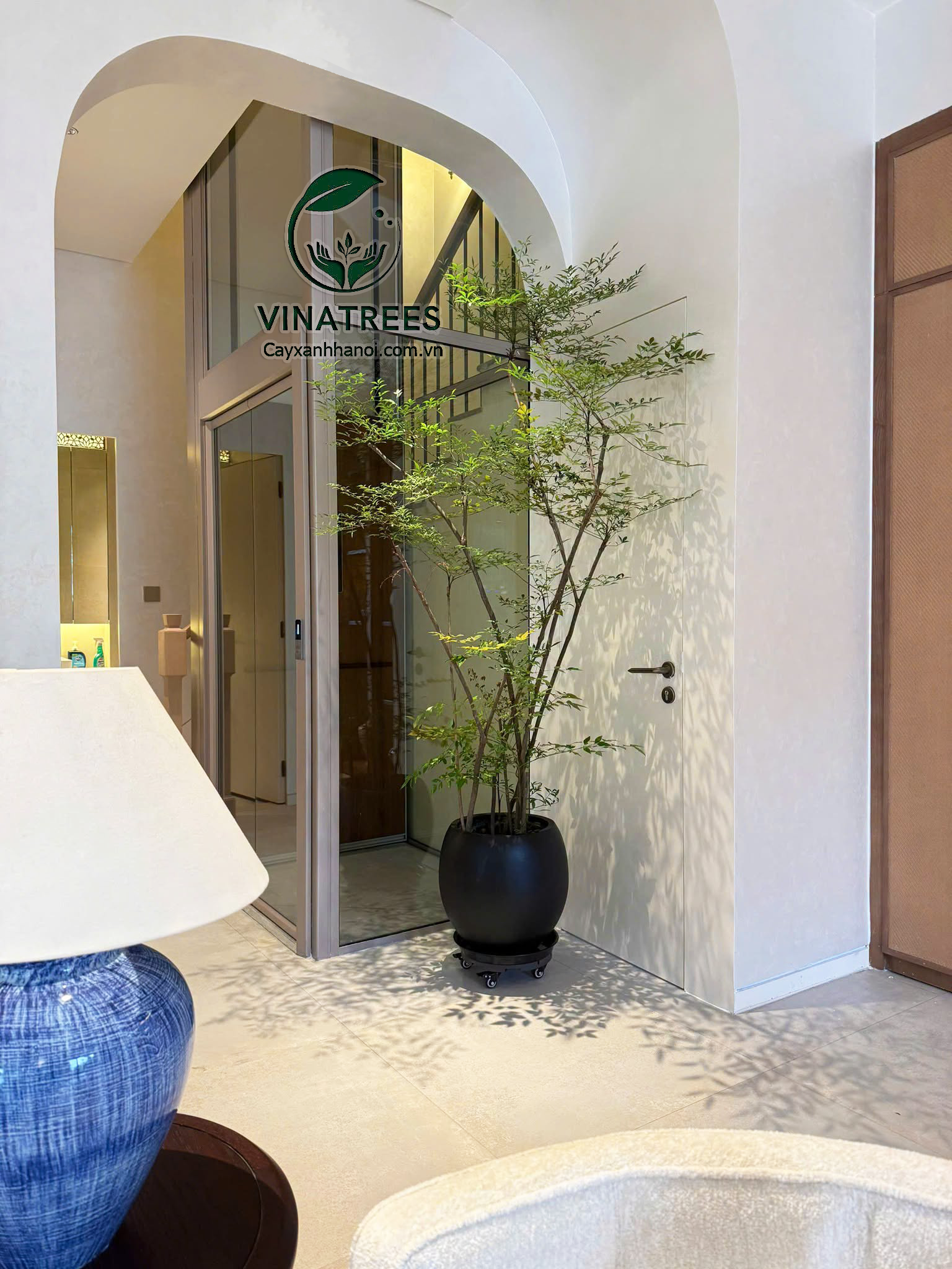 Nam thiên trúc được nhiều khách hàng lựa chọn là dòng cây decor hot hiện nay